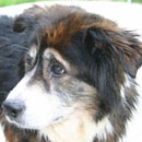 Bradley was adopted in June, 2006